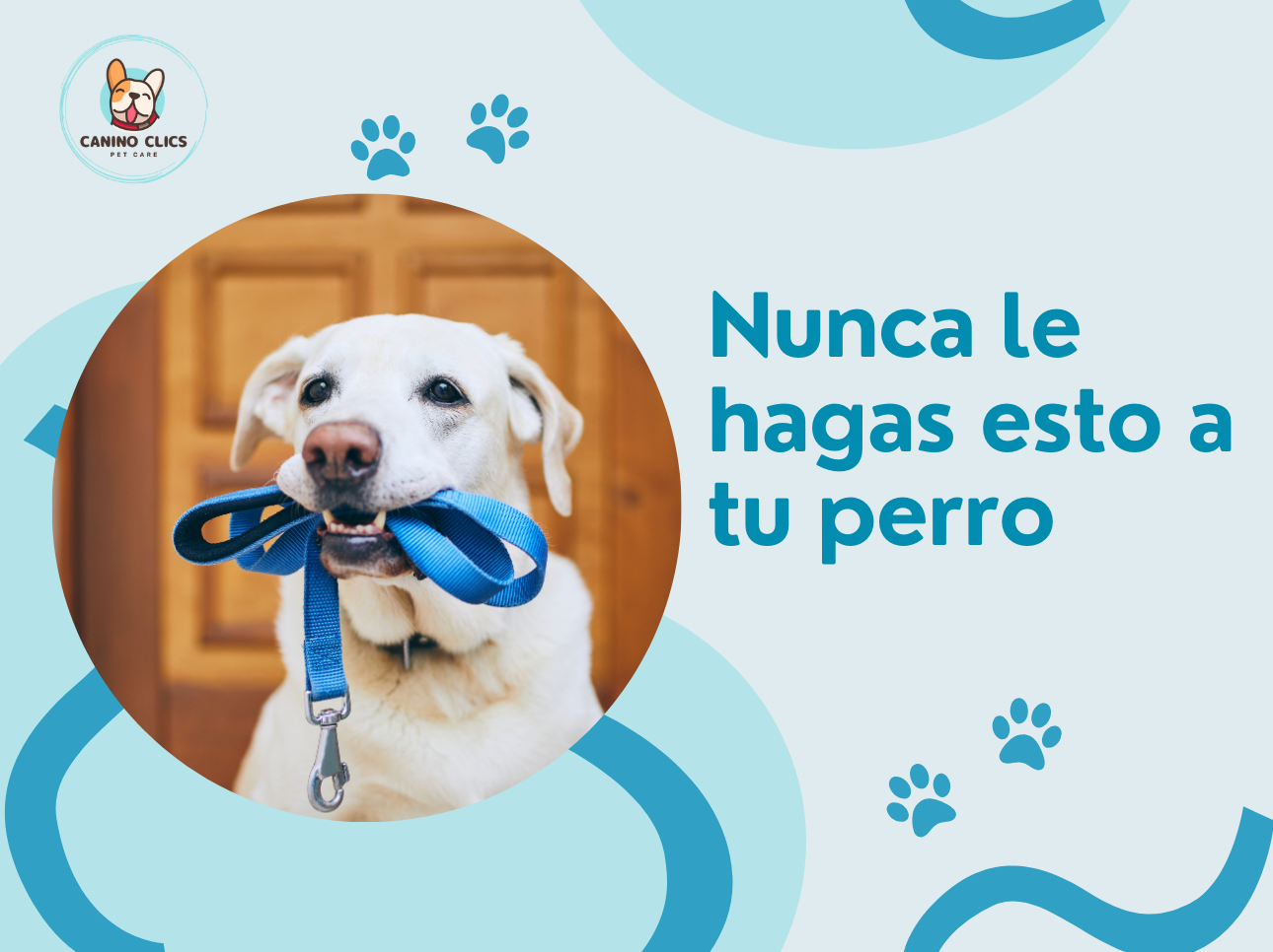 Nunca le hagas esto a tu perro