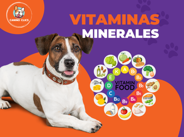 Vitaminas y Minerales